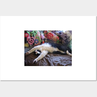 Funny Tuxedo Cat Sleeping Posters and Art